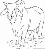 Bull Coloring Pages Zebu Printable Gray Color Sheets Coloringpages101 Books Pdf sketch template