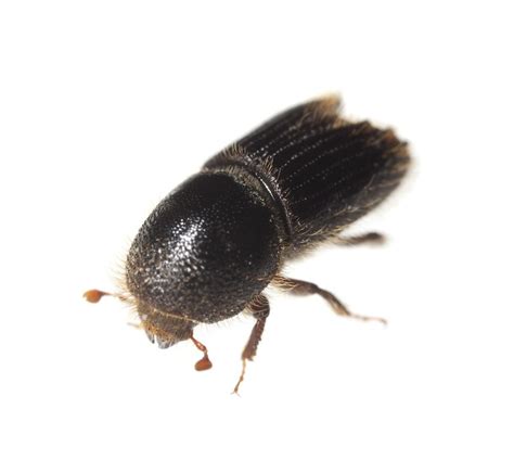 pine bark beetle control  treatments