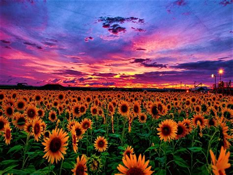 sunflower fields  sunset  red  purple skies photograph