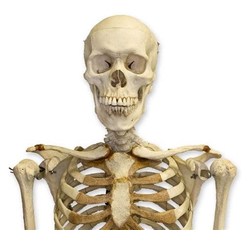 10 Interesting Skeletal System Facts My Interesting Facts