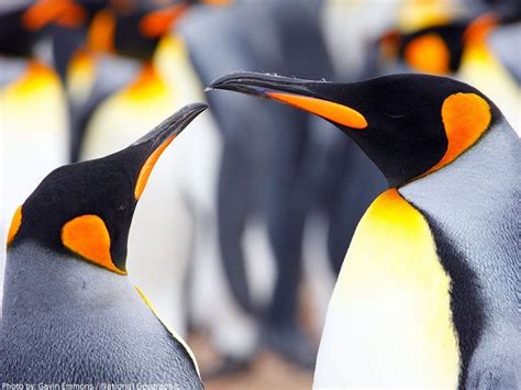 Interesting Facts About King Penguins Just Fun Facts