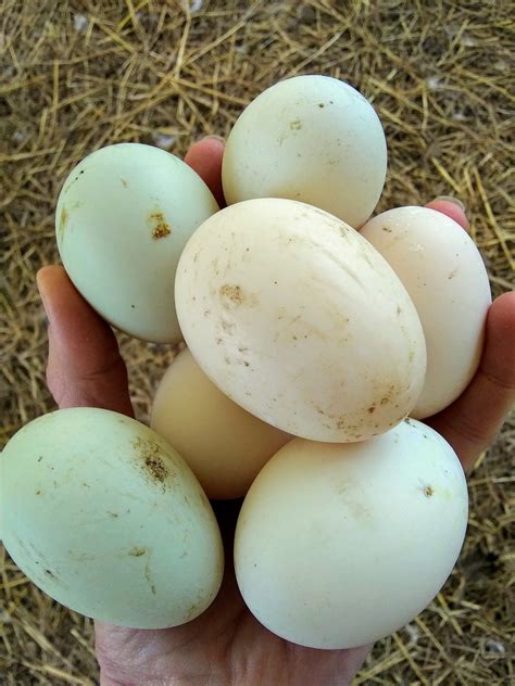 hoffmans  acres duck eggs  chicken eggs