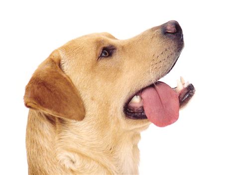 happy dog stock photo freeimagescom