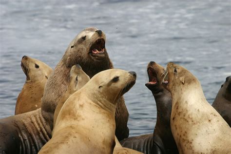 industrial fishing leaves steller sea lions searching  lunch