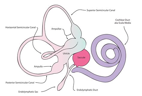 anatomy    ear enteducationswansea