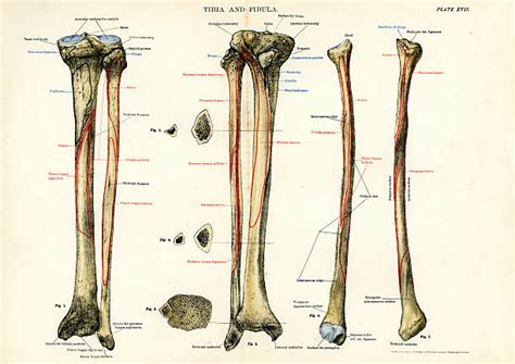 drawing of a which bone is the tibia illustrations royalty free vector