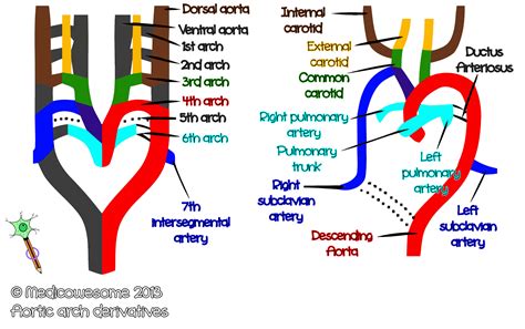 medicowesome aortic arch derivatives mnemonic images