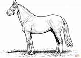 Horse Coloring Pages Horses Draft Printable Realistic Stallion Print Color Drawing Drawings Getcolorings Getdrawings sketch template