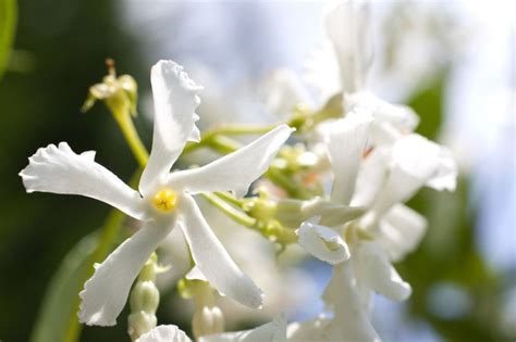 Delicate Magnolia Jasmine Scent Activates Human Pheromone Receptor