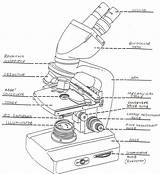 Microscope Drawing Simple Parts Biology Getdrawings sketch template