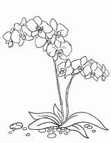 Orchid Coloring Drawing Flower Pages Printable Coloringcafe Outline Orchids Colouring Joaquim Miss Vanda Fleurs Dessin Color Simple Orchidée Coloriage Pdf sketch template