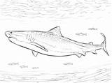 Tigre Colorare Squalo Tigerhai Disegni Sharks Ausmalbilder Realistischer Pesci Animali Drawing sketch template
