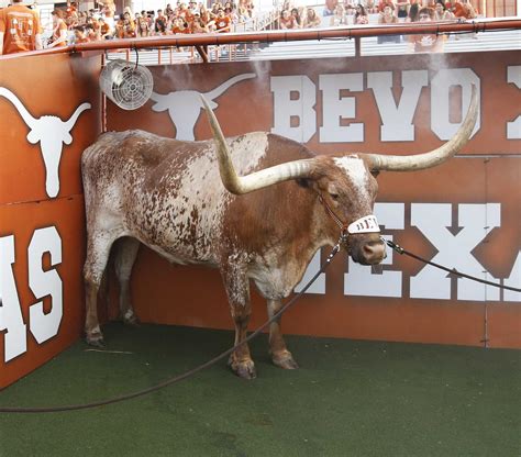 bevo xv makes his debut 100 years after the first bevo went to a ut football game houston