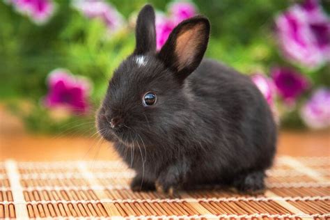 beautiful black rabbit breeds  pictures pet keen