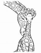 Giraffe Coloring Line Drawing Pages Adults Getdrawings sketch template