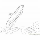Dolphin Coloring Jumping Water Pages Coloringpages101 sketch template