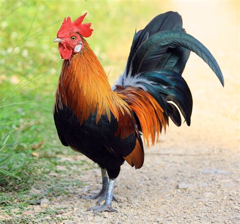 rooster google rooster beautiful chickens pet chickens