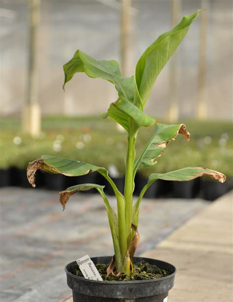 banane winterhart rot zierpflanzen besonderheiten kraeuterwelt