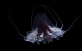 Afbeeldingsresultaten voor Helmet jellyfish. Grootte: 161 x 101. Bron: www.flickr.com