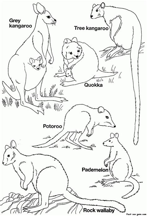 australian animal coloring sheets high quality coloring pages