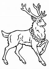 Reindeer Coloring Books Pages sketch template