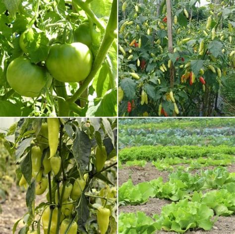 organic vegetable farming income profit cost yield agri farming