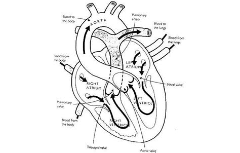 image result   colouring real heart anatomy coloring book