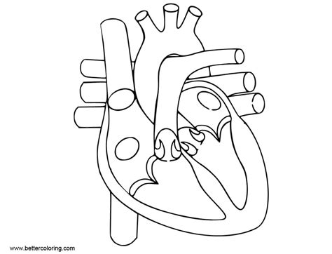 anatomy coloring pages  human heart  printable coloring pages