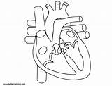 Heart Anatomy Coloring Human Pages Printable Kids Color Adults Print sketch template
