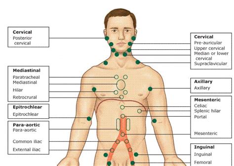 What Are Lymph Nodes Locations Functions Symptoms And Images All In