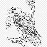 Aquila Reale Laquila Uccello Calva sketch template
