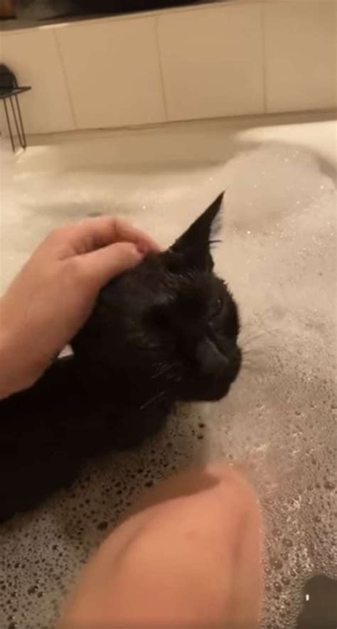 gatto adora farsi il bagno da quando è piccolo bigodino
