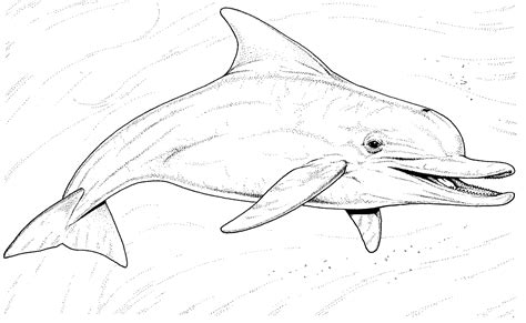 gambar  printable coloring pages dolphins lunawsome clip art