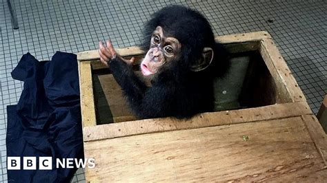 chimp trade raid busts trafficking network bbc news