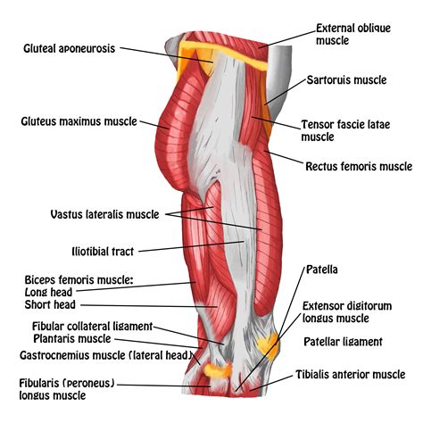 muscles  hip  thigh lateral view full circle school  massage therapy