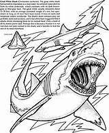 Sharks Sheets Doverpublications sketch template