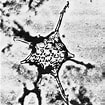 Afbeeldingsresultaten voor "acrosphaera Spinosa". Grootte: 105 x 105. Bron: www.mikrotax.org