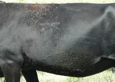 controlling horn flies on pastured cattle drovers