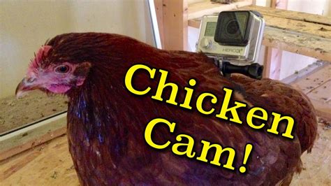 chicken cam gopro mounted   chicken youtube