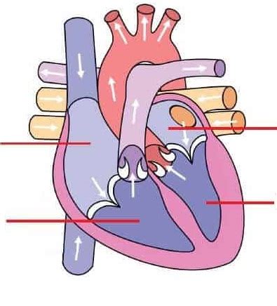 hits  gambar kartun jantung manusia gambar kartun