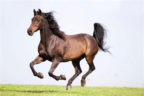 morgan horse americas  breed    ultimate  rounder