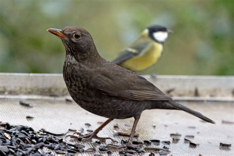 photo female blackbird audacious bird black   jooinn