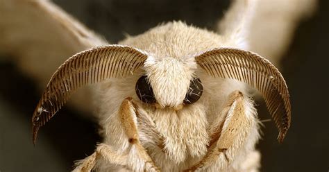 encyclopedia  trivia moth