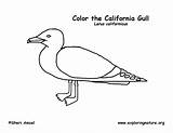 California Gull Coloring Flag Drawing Paintingvalley State Pages Citing Reference Exploringnature sketch template
