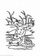 Amphibian Coloring Pages Getdrawings sketch template
