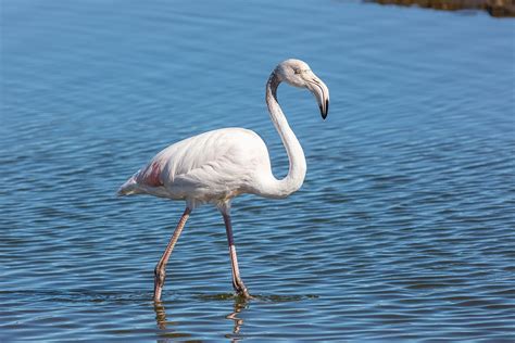 Greater Flamingo Simple English Wikipedia The Free
