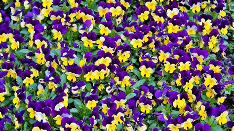 purple  yellow wallpapers wallpaper cave