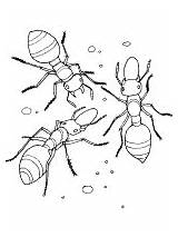 Hormigas Hormiga Ant Animales sketch template