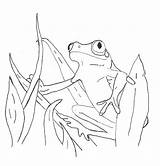 Frog Coloring Pages Tree Printable Color Eyed Red Kids Realistic Dart Poison Frogs Drawing Outline Kermit Children Bestcoloringpagesforkids Getdrawings Activity sketch template
