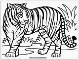 Tiger Lion Coloring Pages Color Printable Print Getcolorings Clipartmag Drawing sketch template
